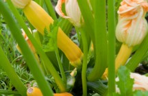 Shaved Summer Squash with Squash Blossoms